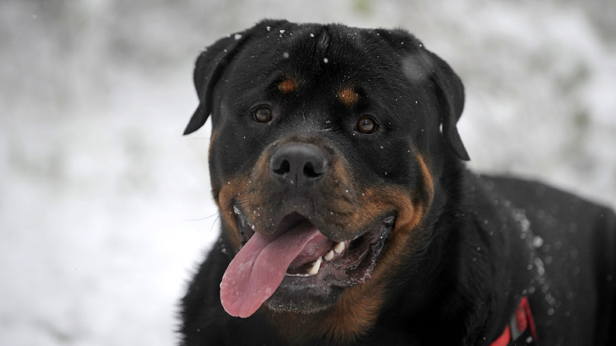 Rottweiler (Protruding tongue, Snow, Black）HD Dog Wallpaper