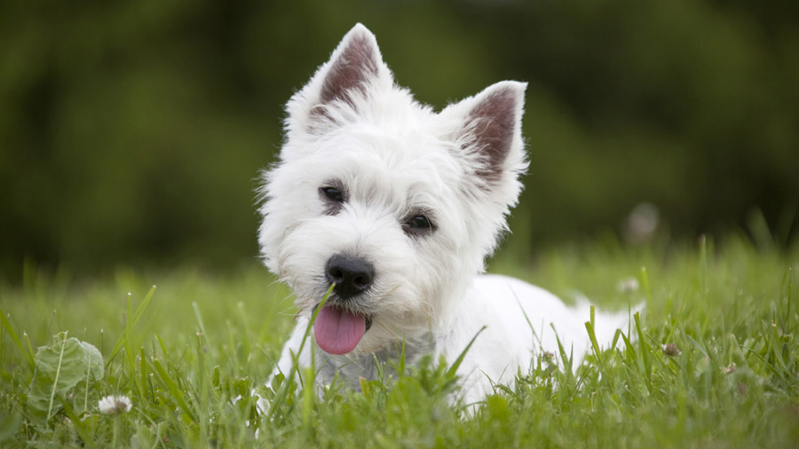 Westie (White, Grass, Green）HD Dog Wallpaper
