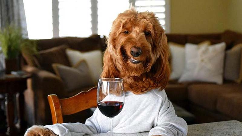 Exploring 10 Dog-Friendly Wineries in California