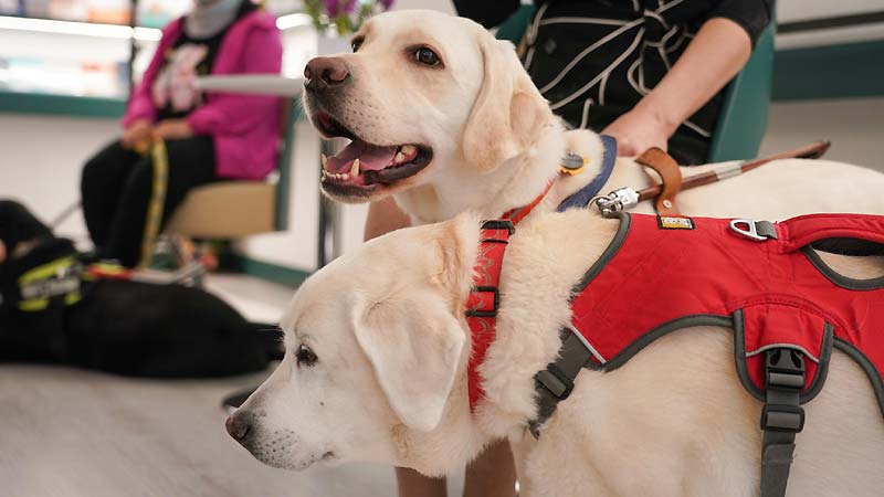 Breed Guide: Choosing the Best Service Dog Breeds
