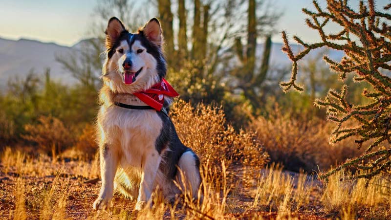 Pet-Friendly National Parks: The Ultimate Guide