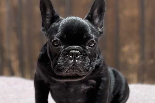 Pure Black French Bulldog