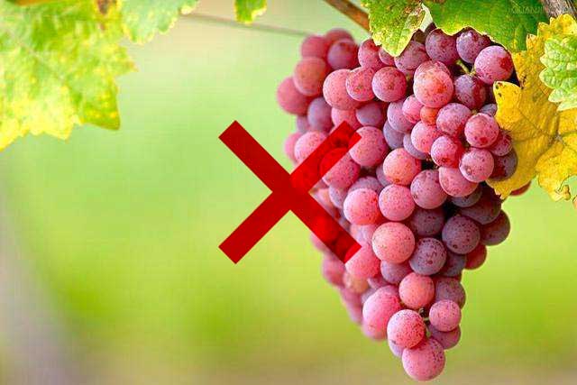 These 10 Types of Food Dogs Better Not Eat! -5. Grapes