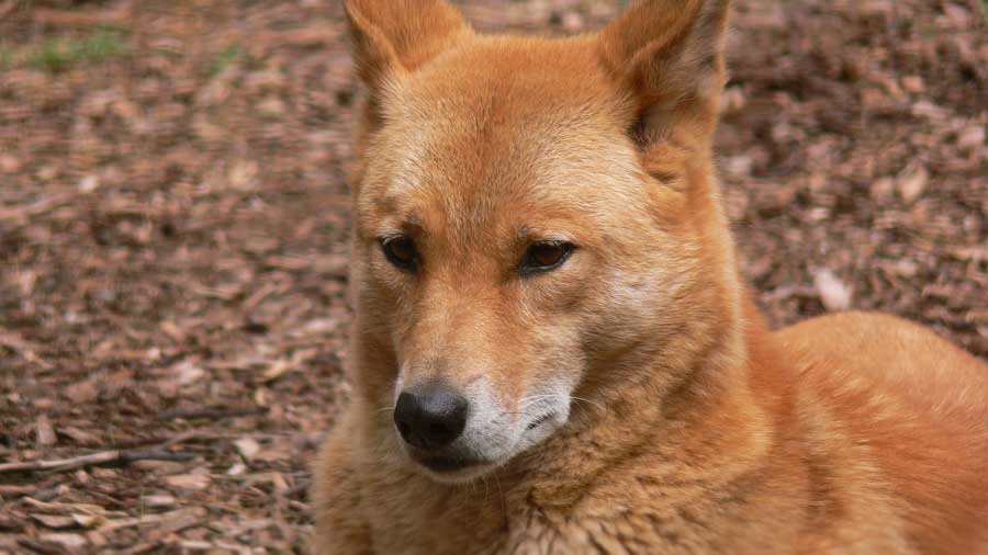 Dingo (Yellow, Muzzle)