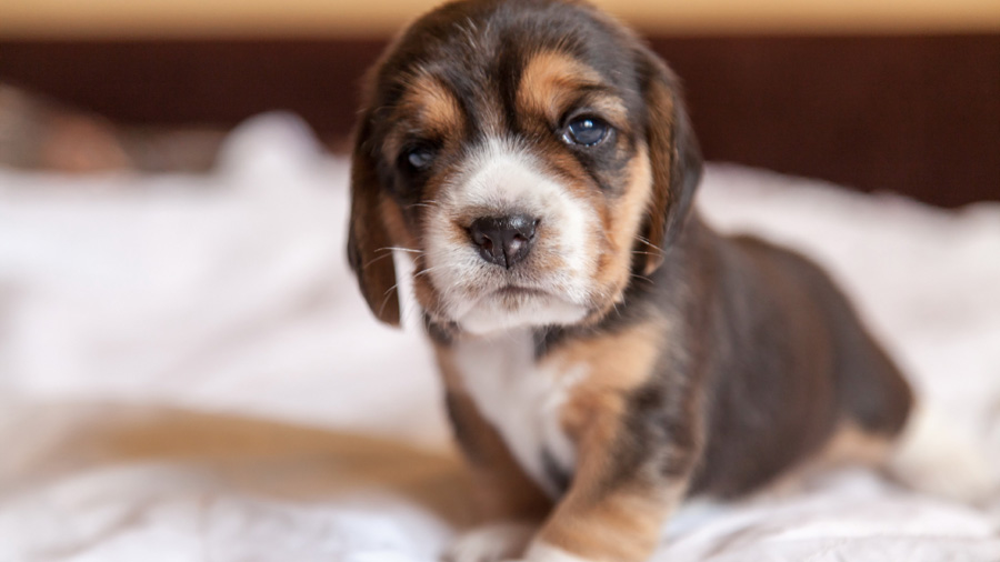 Beagle (Puppy, Cute, Muzzle, Face）HD Dog Wallpaper