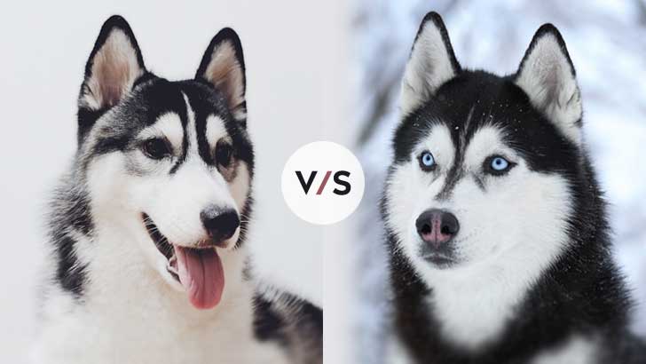 Alaskan Husky vs Siberian Husky: Which Is Better?