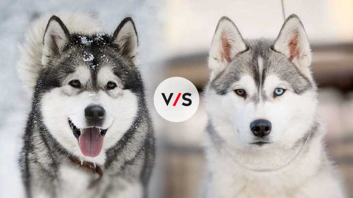 Alaskan Malamute vs Siberian Husky: Which Is Better?