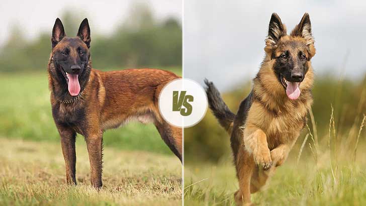 Belgian Malinois vs German Shepherd: Which Is Better?