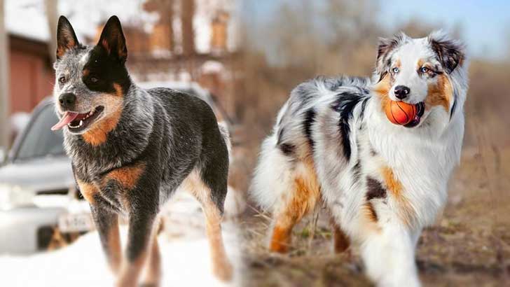 Australian cattle dog vs Australian shepherd: Which Is Better?