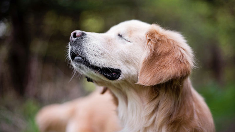 The 6 Common Motivations Behind Dog Whining