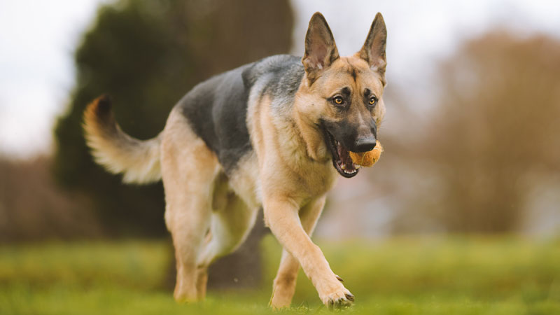 Do Dogs Learn Fetch Naturally?