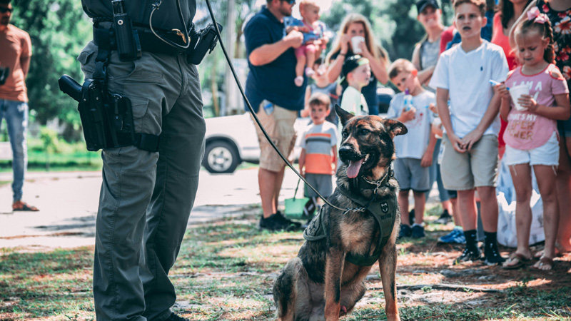 Do Retired Police Dogs Make Good Pets?