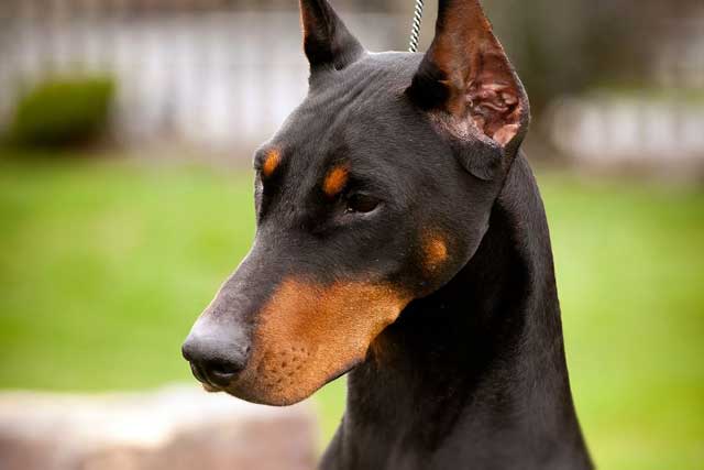 Doberman vs Rottweiler: Which Is the Better Guard Dog? Doberman