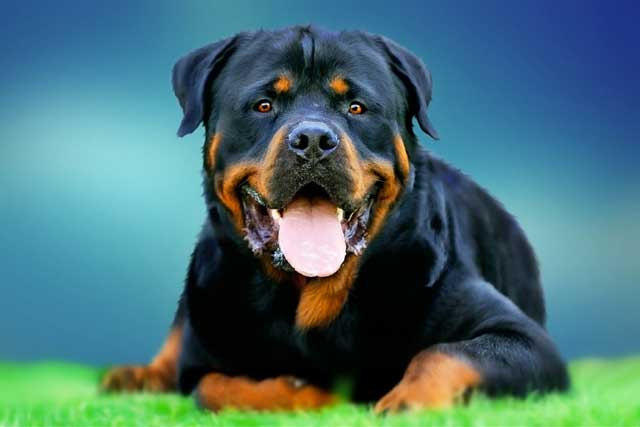 Doberman vs Rottweiler: Which Is the Better Guard Dog? Rottweiler