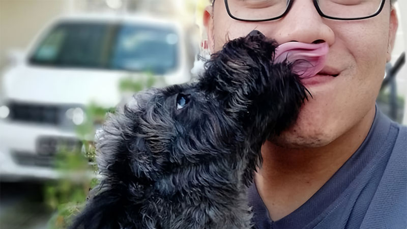 Is It Clean If My Dog Licks Me?