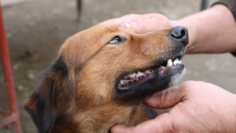What Does It Mean When A Dog Bares Its Teeth?
