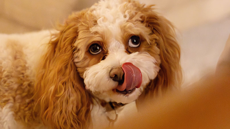 What Does It Mean When a Dog Licks Its Lips?