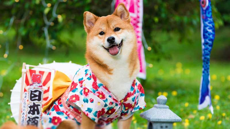 Popular Japanese Dog Breeds