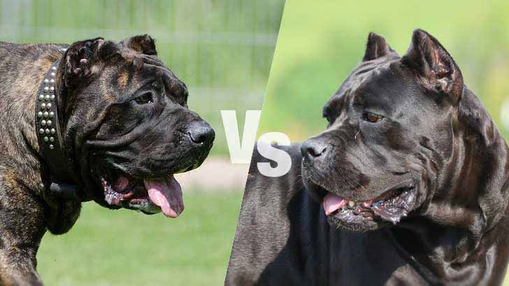 Presa Canario vs Cane Corso: Which Is the Better Guard Dog?