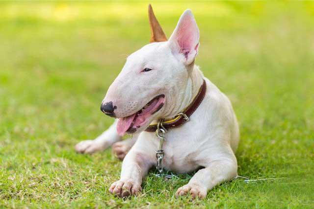 These 10 Dog Breeds Novice The Best Not To Keep! -8. Bull Terrier