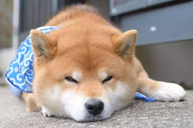 These 10 Dog Breeds Novice The Best Not To Keep! -6. Shiba Inu