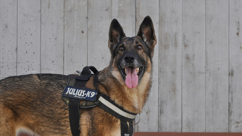 Why Are Police Dogs Called K-9?