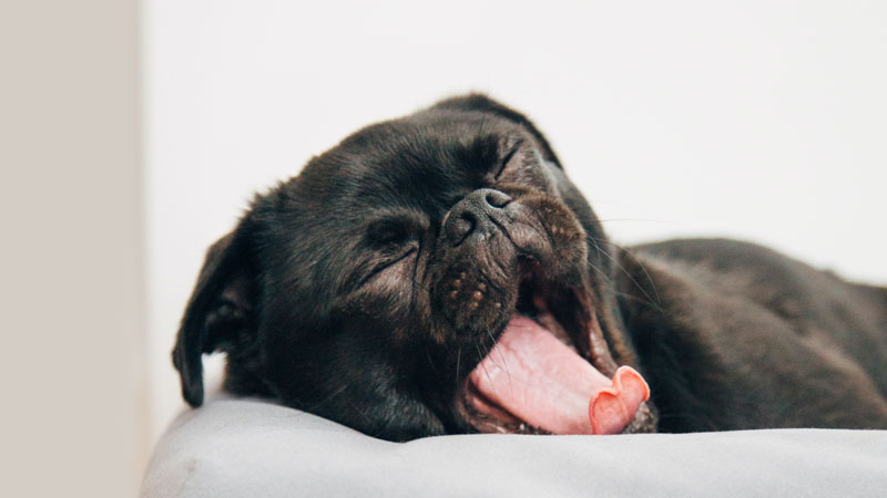 Why Do Dogs Yawn? and The Meaning Behind