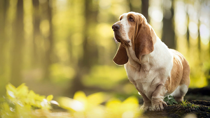Why Do Some Dogs Have Droopy Ears?