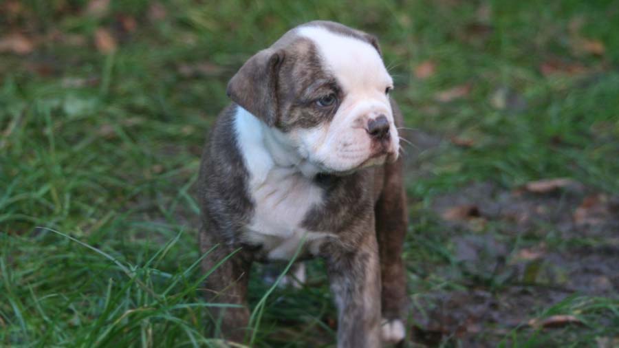Alapaha Blue Blood Bulldog Puppy (Standing, Face)