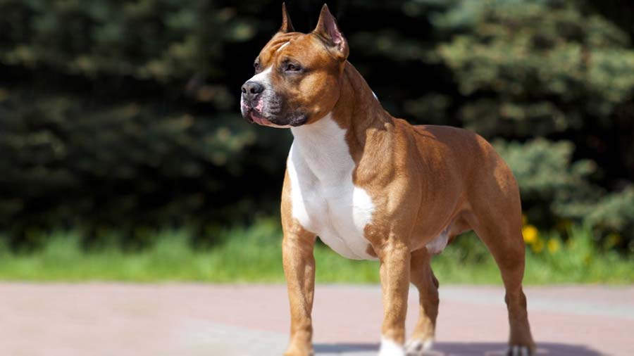 American Staffordshire Terrier (Standing, Brown & White)