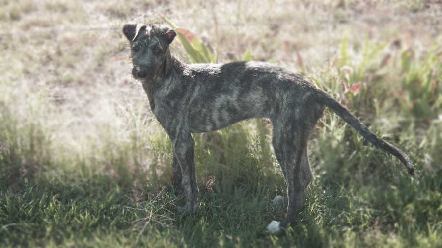 American Staghound Puppy (Standing, Brindle)