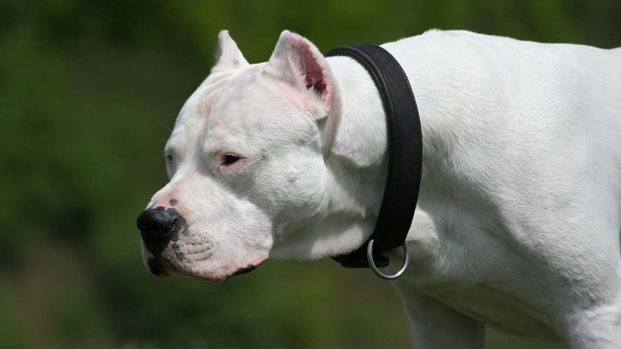 Dogo Argentino (Side View, Head)