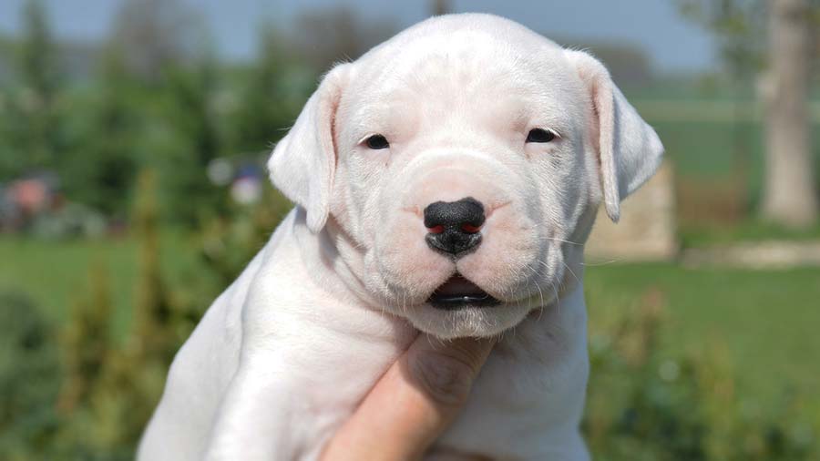 Dogo Argentino Puppy (Face, Muzzle)