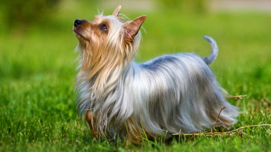 Silky Terrier (Silver & Fawn, Side View)