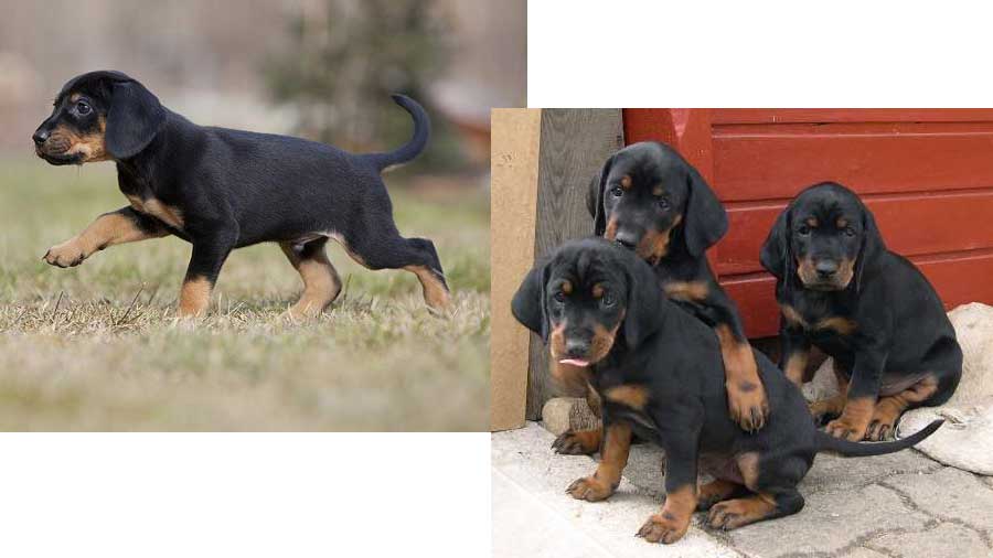 Austrian Black and Tan Hound Dog Puppy (Puppies, Muzzle)