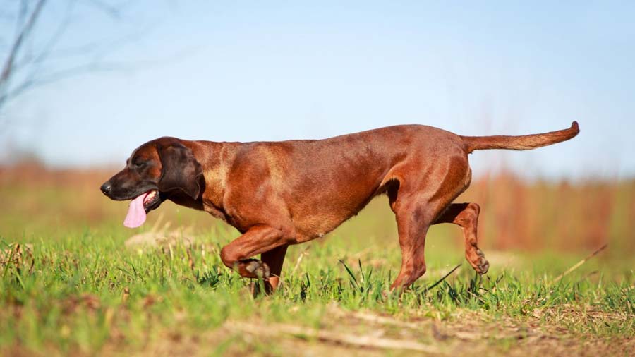 Bavarian Mountain Hound (Side View, Standing)