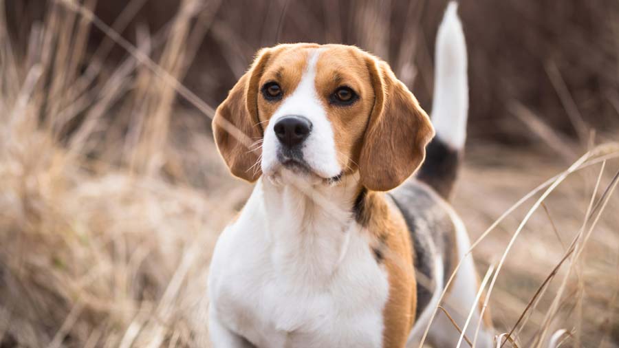 Beagle (Face, Standing)