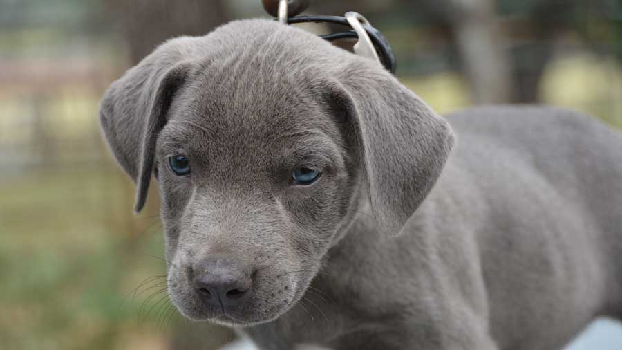 Blue Lacy Puppy (Blue, Muzzle)