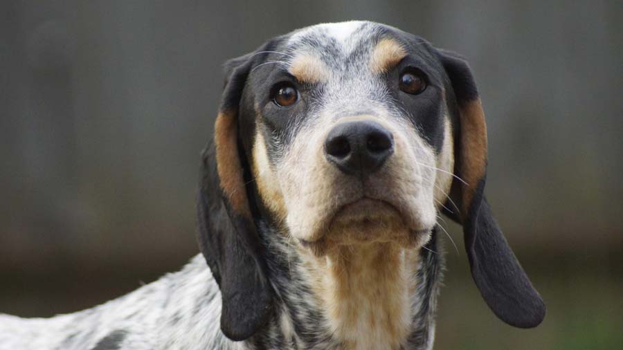 Bluetick Coonhound (Muzzle, Face)