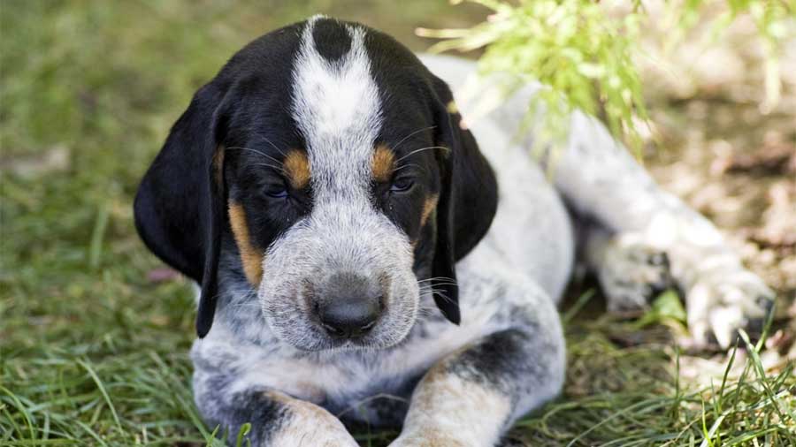 Bluetick Coonhound Puppy (Lying, Face)