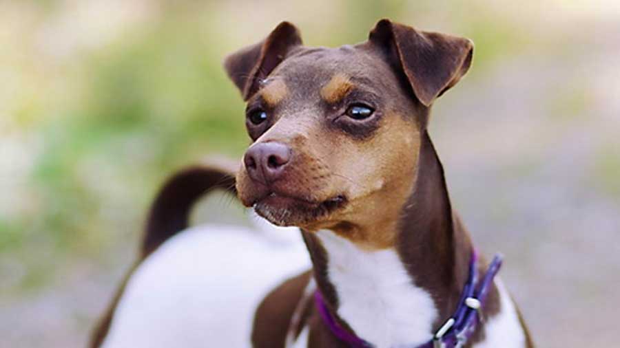 Brazilian Terrier (Face, Tri-color)