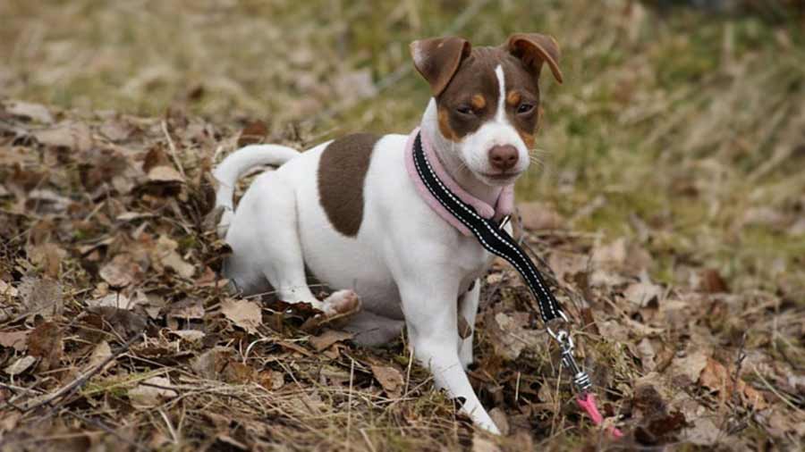 Brazilian Terrier Puppy (Lying, Tri-color)