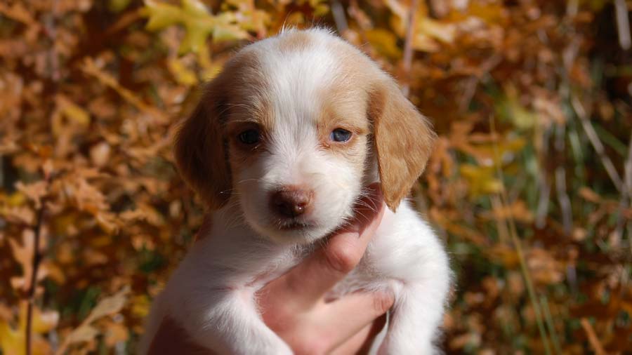 Brittany Puppy (Orange & White, Face)