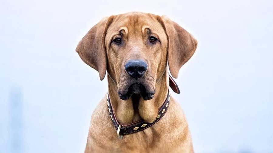 Broholmer (Red Golden, Muzzle)