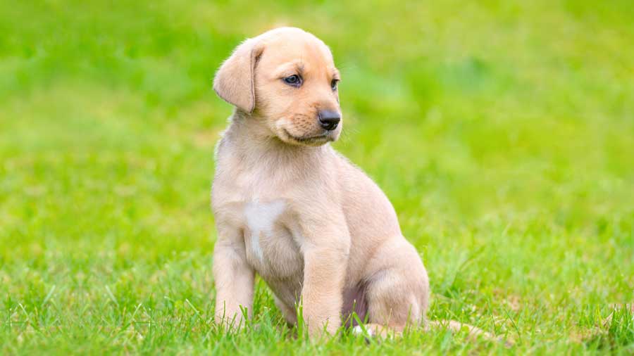 Broholmer Puppy (Sitting, Yellow)