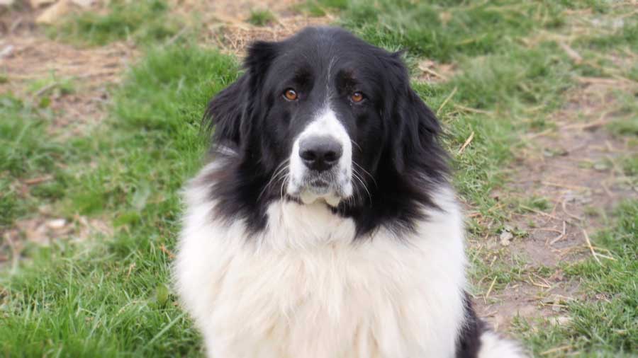 Bulgarian Shepherd Dog (Black & White, Face)