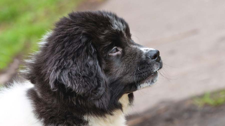 Bulgarian Shepherd Dog Puppy (Side View, Head)