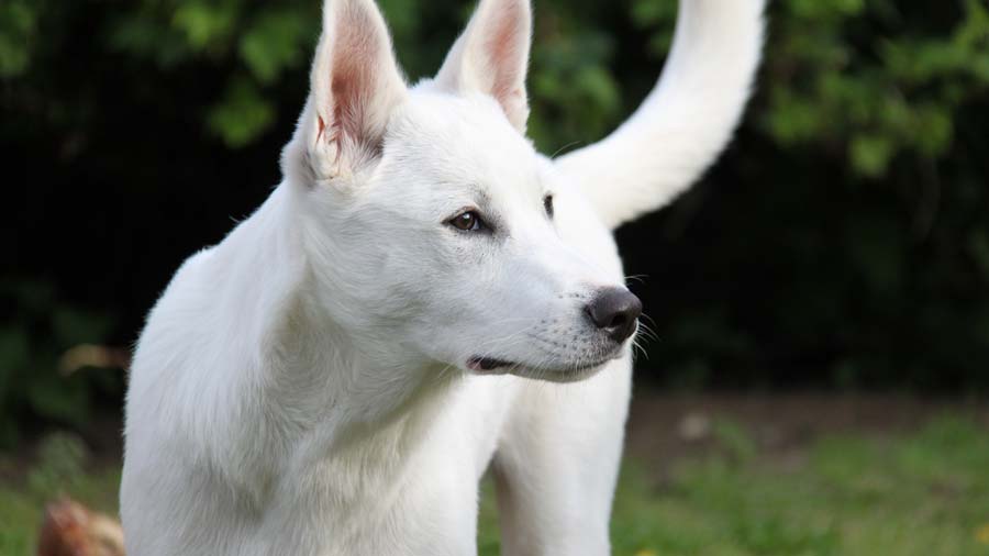 Canaan Dog (White, Muzzle)