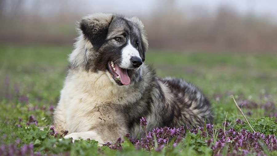 Carpathian Sheepdog (Lying, Muzzle)