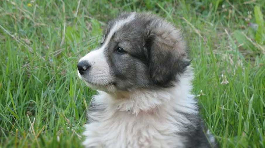Carpathian Sheepdog Puppy (Side View, Muzzle)
